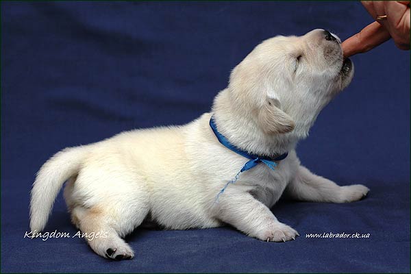 labrador puppy