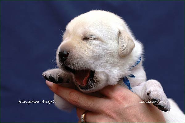 labrador retriver