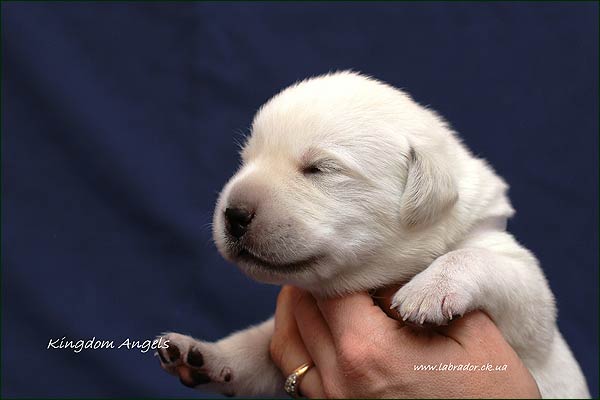 labrador puppy